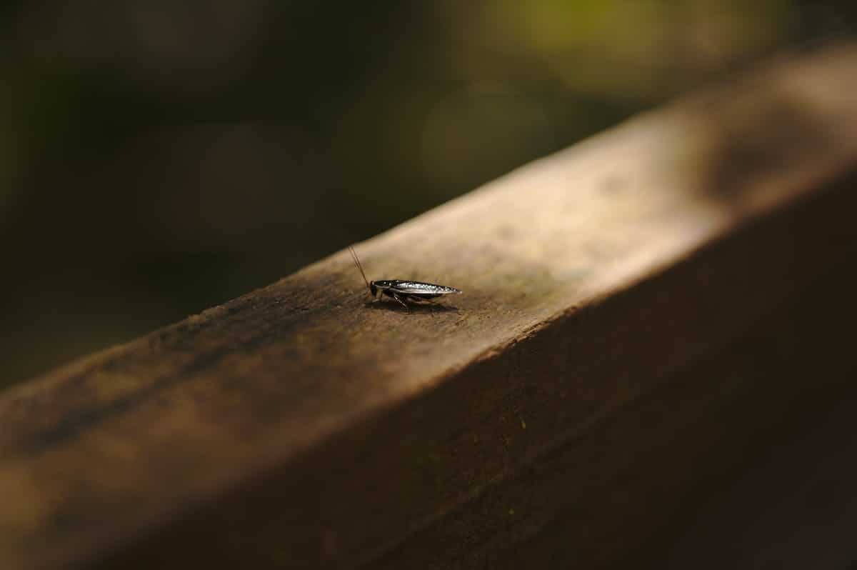 Comprendre les raisons pour lesquelles les cafards de jardin envahissent nos maisons