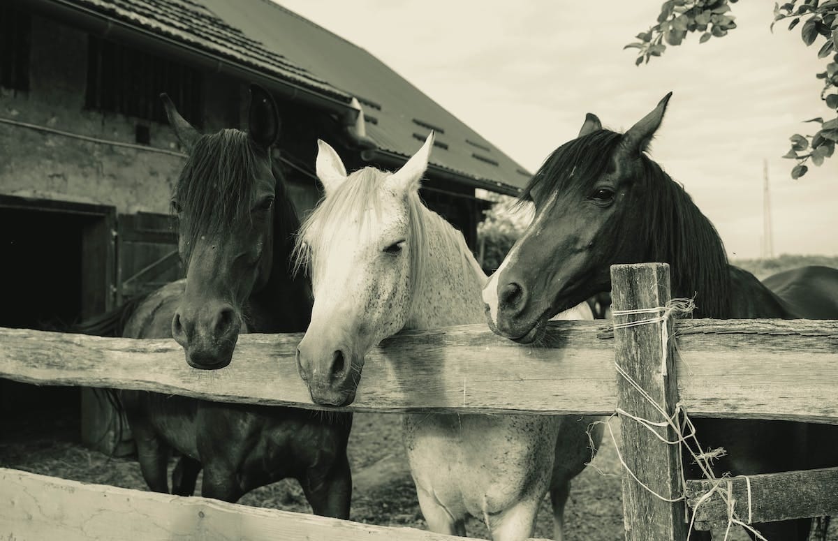 Comment convertir les chevaux fiscaux en chevaux réels : un guide pratique